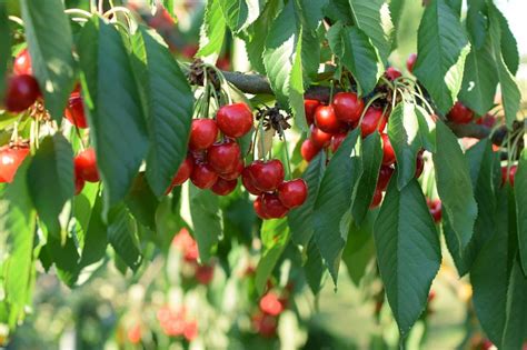 Effect of dark sweet cherry (Prunus avium  .
